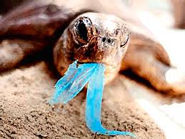 Djuren i havet äter plast